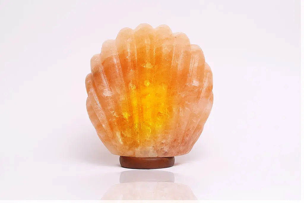 Sea Shell Himalayan Salt Lamp Ali Salt Store